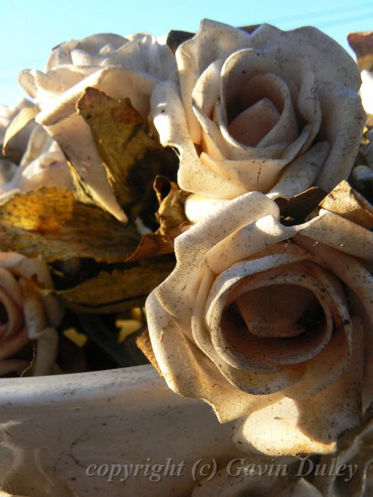 Wax roses, Heritage Estate P1070894.JPG